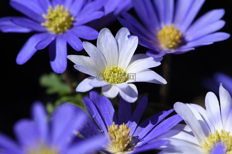 巴爾干 銀蓮花,花,廠