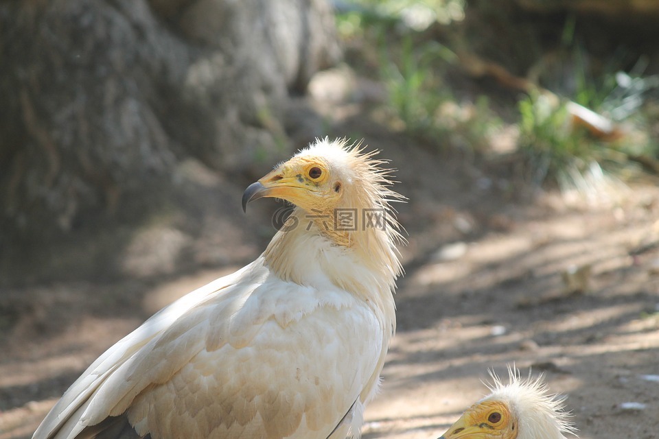 鳥,兀鷲,野生動物