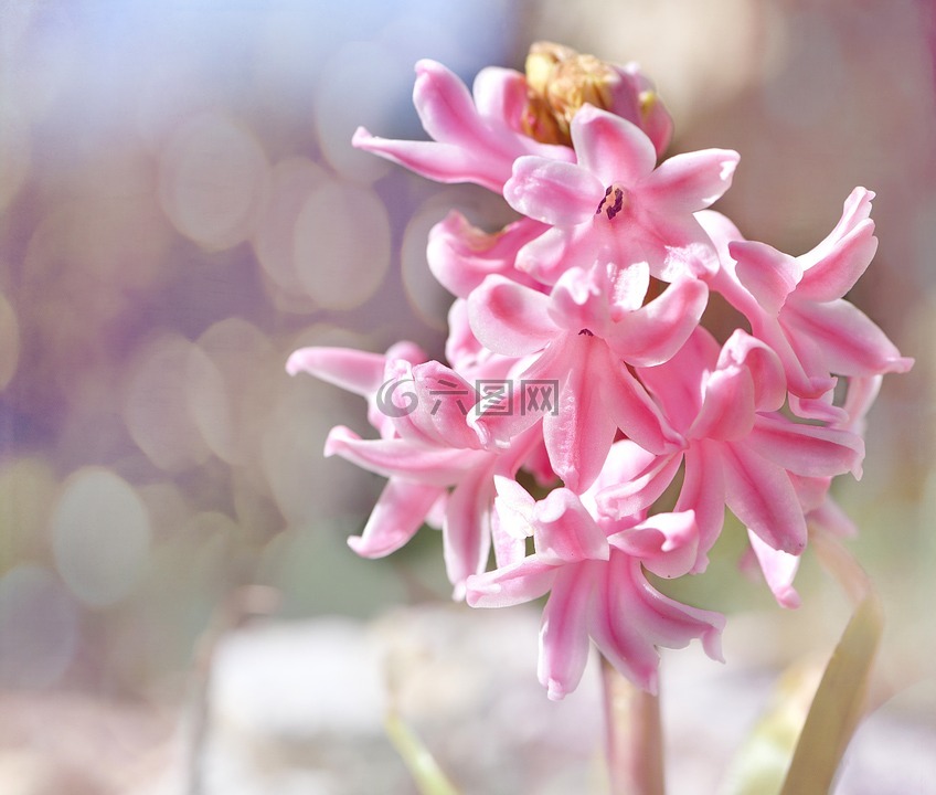 風信子,花,廠