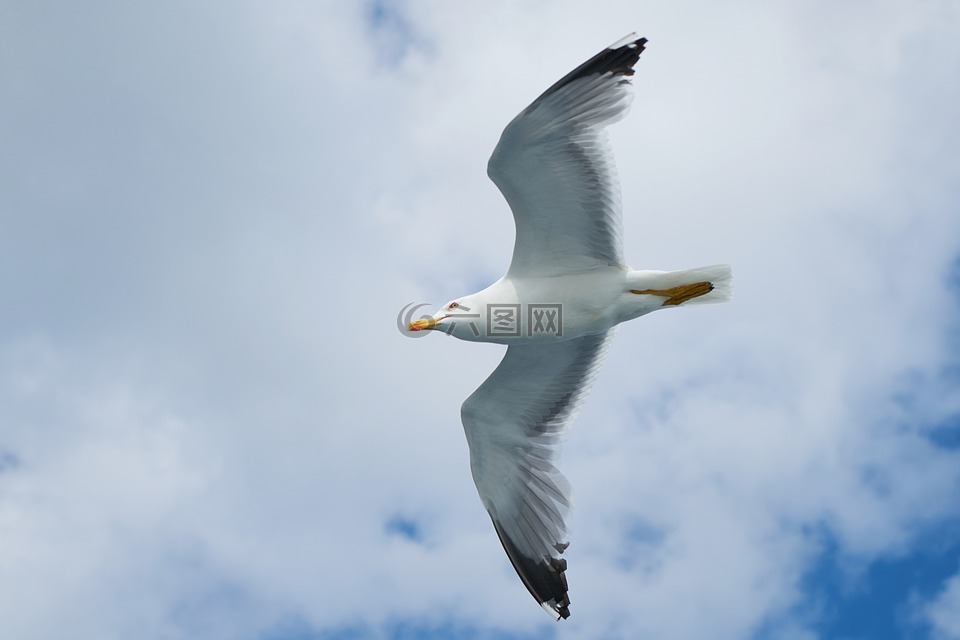 海鷗,鳥,翼