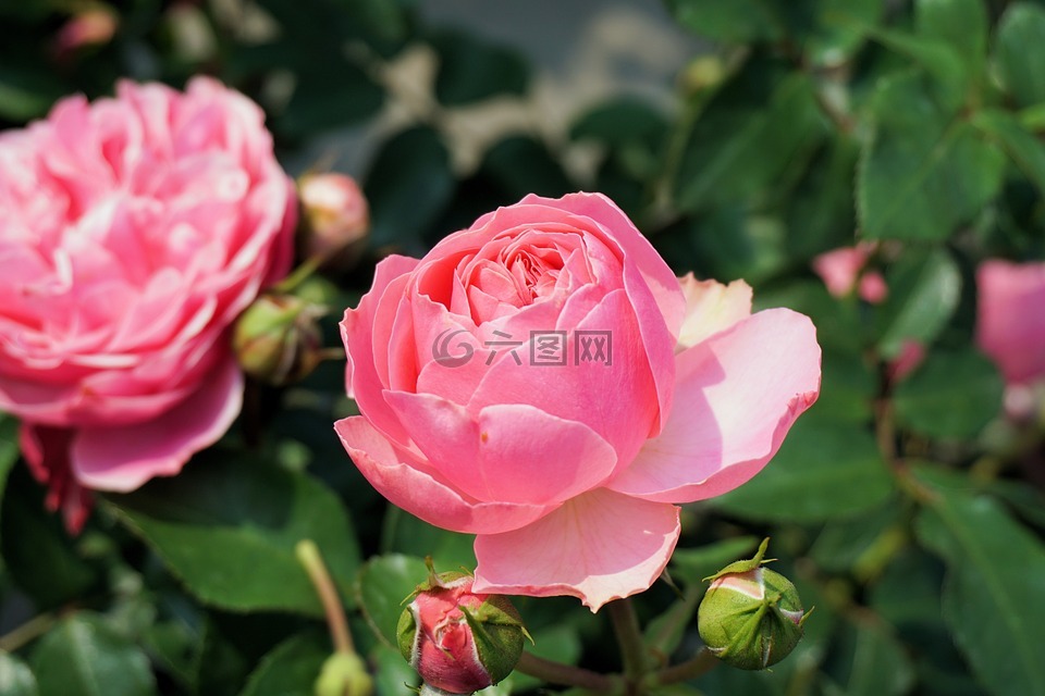 玫瑰,花,開花
