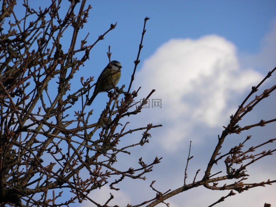 鳥,布什,天空