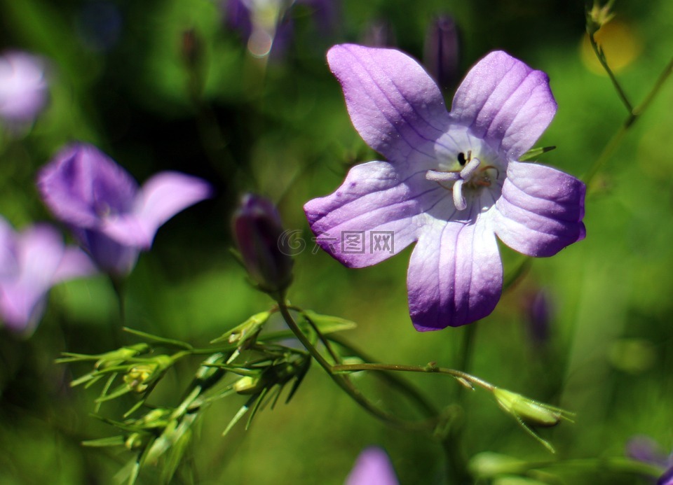 桔梗,花,开花