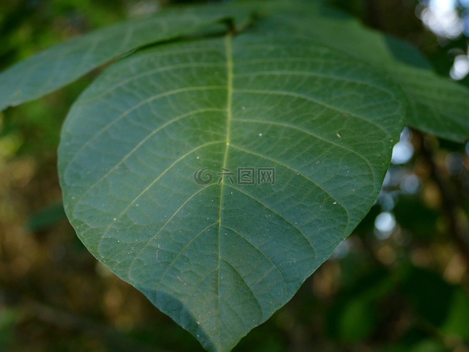 信,綠色,瘋狂的
