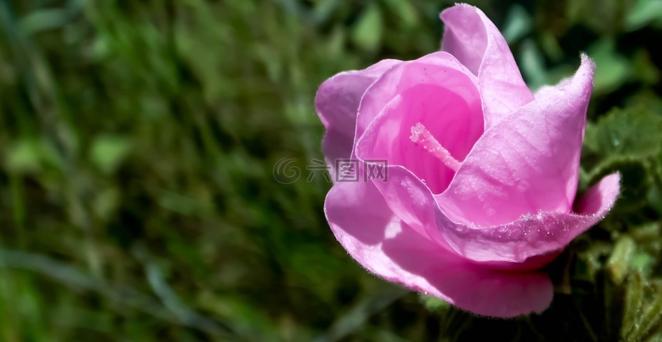 malvacea,花卉,高原