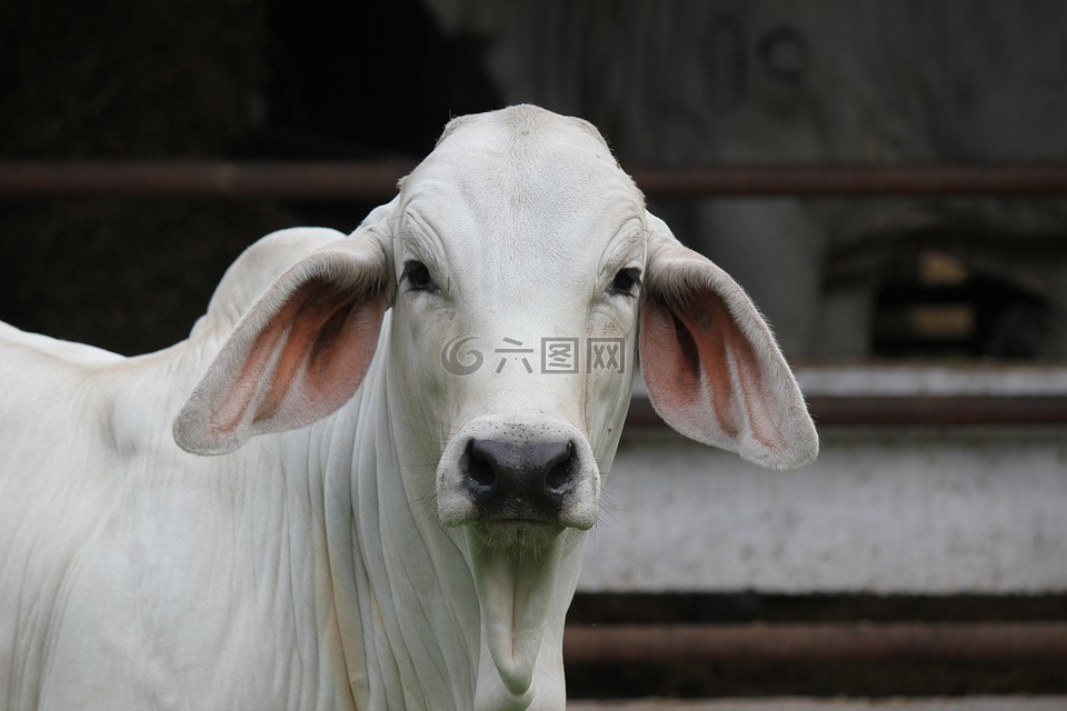 牲畜,動物,畜牧業(yè)
