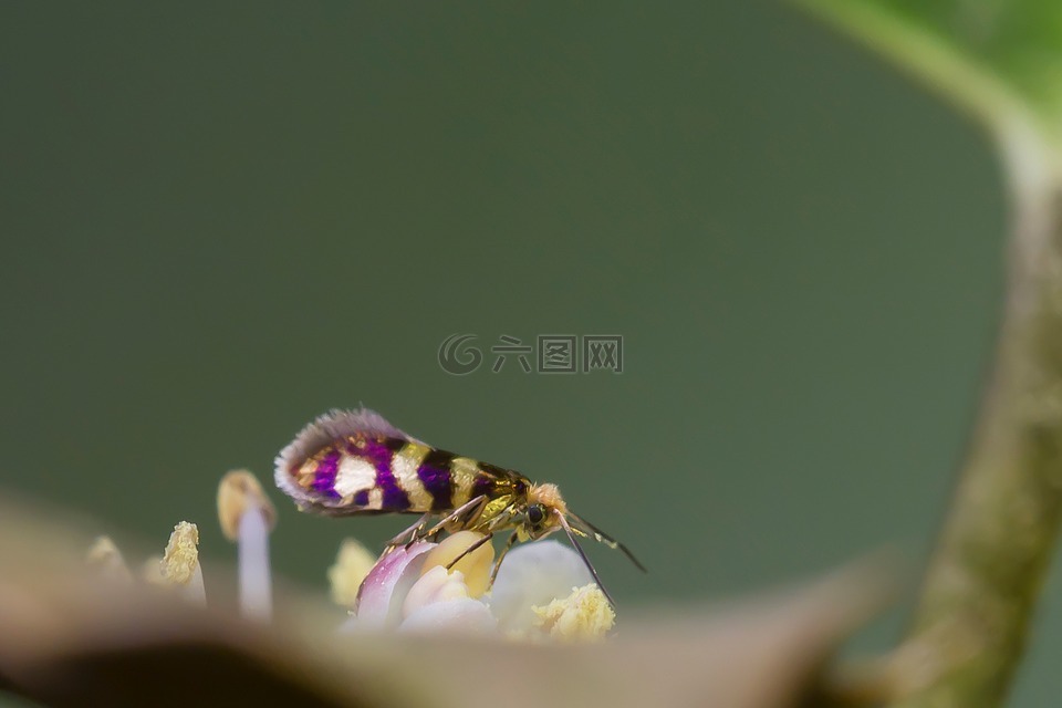 穿著蛾,motte,蝴蝶