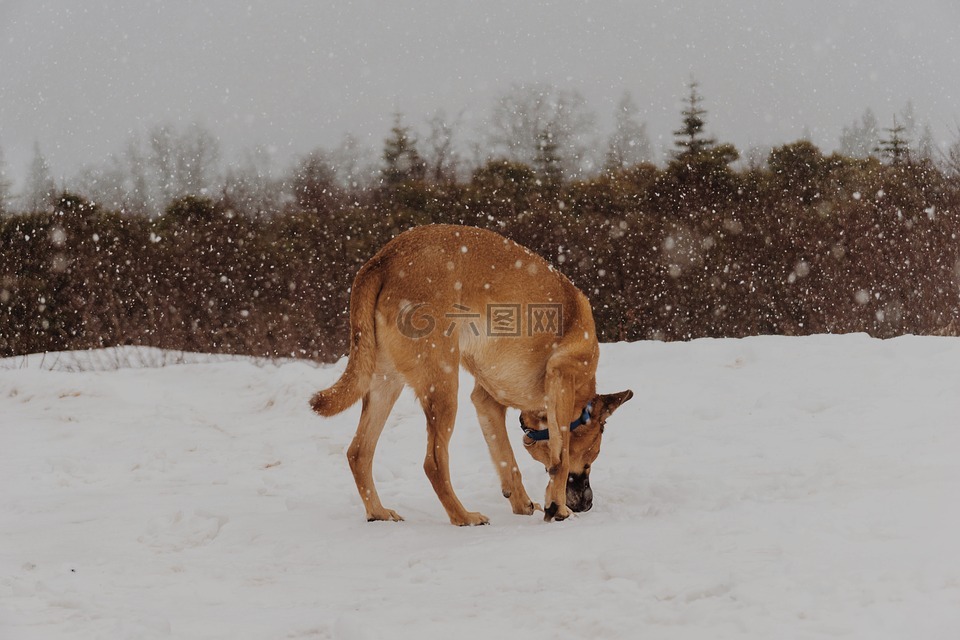 狗雪,牧羊人,雪