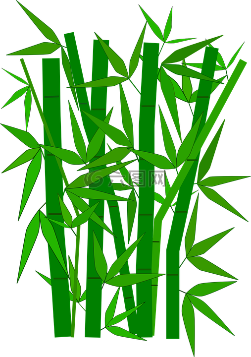 竹,綠色,葉子