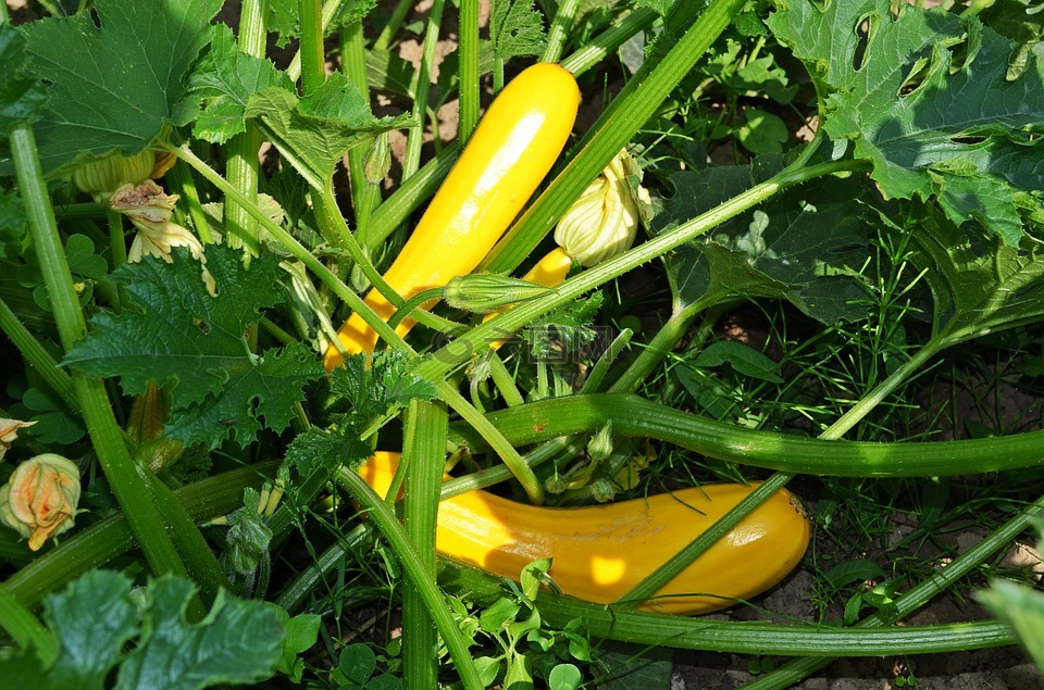 西葫蘆,一種蔬菜,劇情