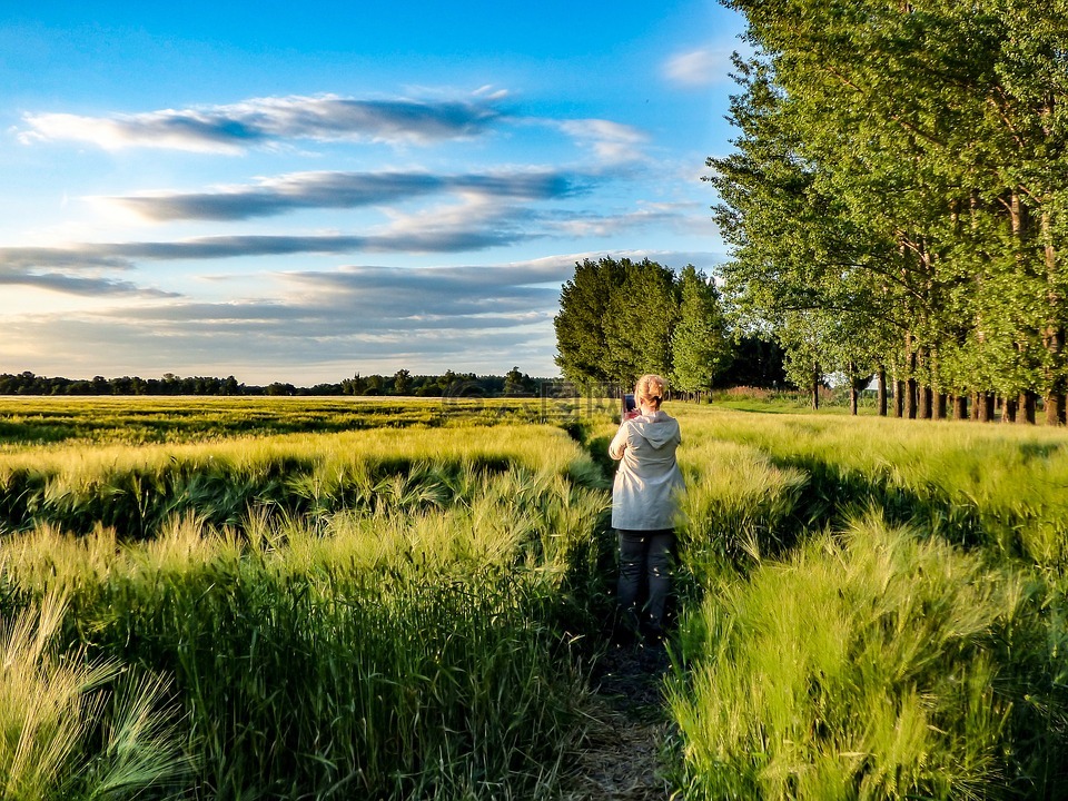 谷物,小麥,wheatfield