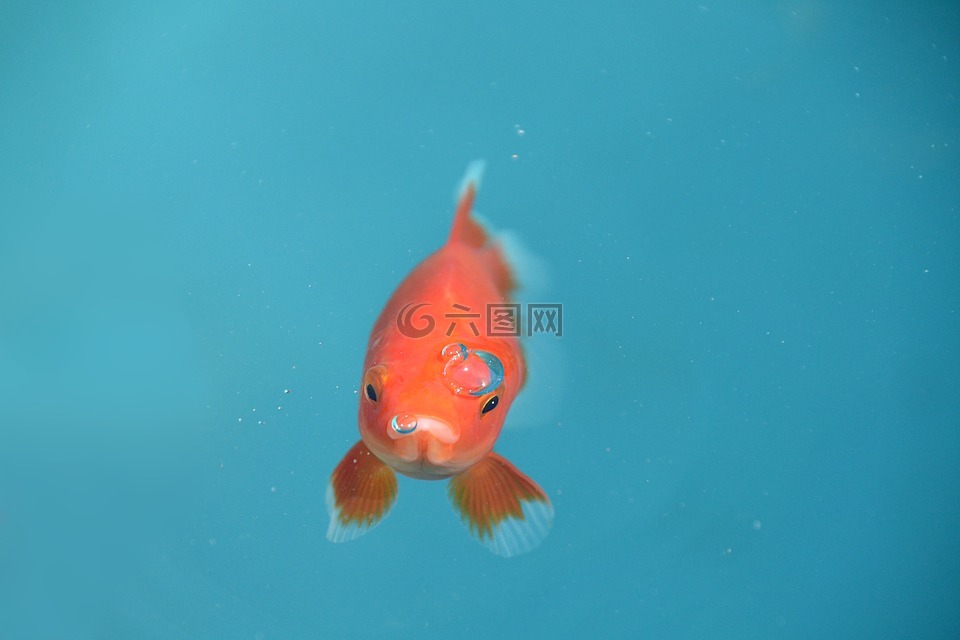 魚,金魚,紅色