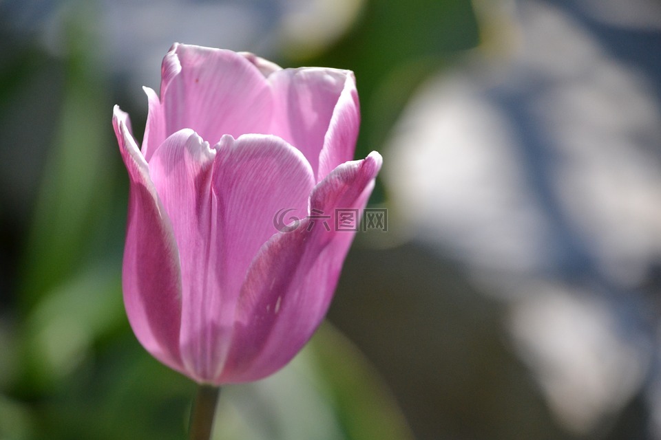 郁金香,花,開花