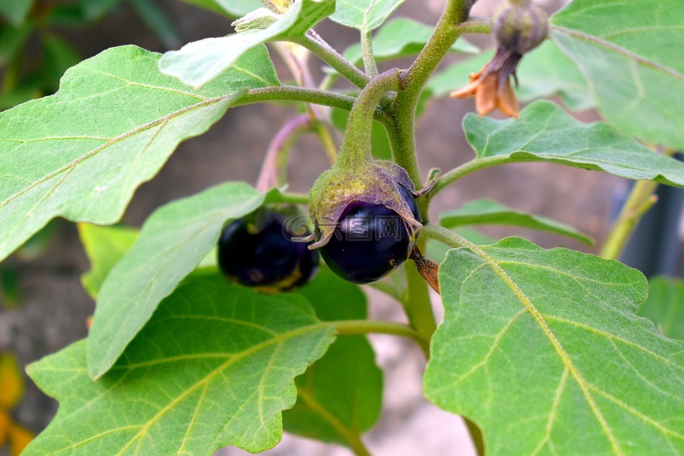 茄子,小廚,蔬菜