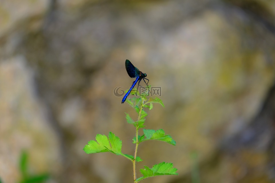 蜻蜓,藍(lán)蜻蜓,昆蟲