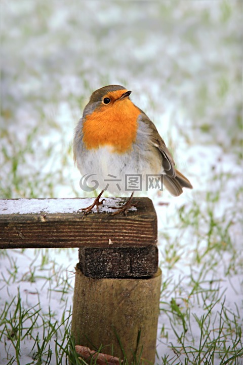 羅賓,erithacus rubecula,鳥