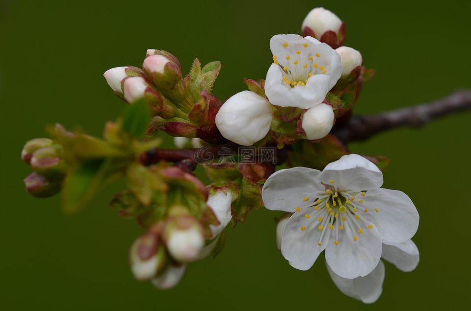 小枝,宏,芽