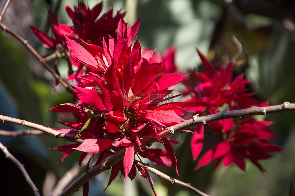 布什,開花,廠