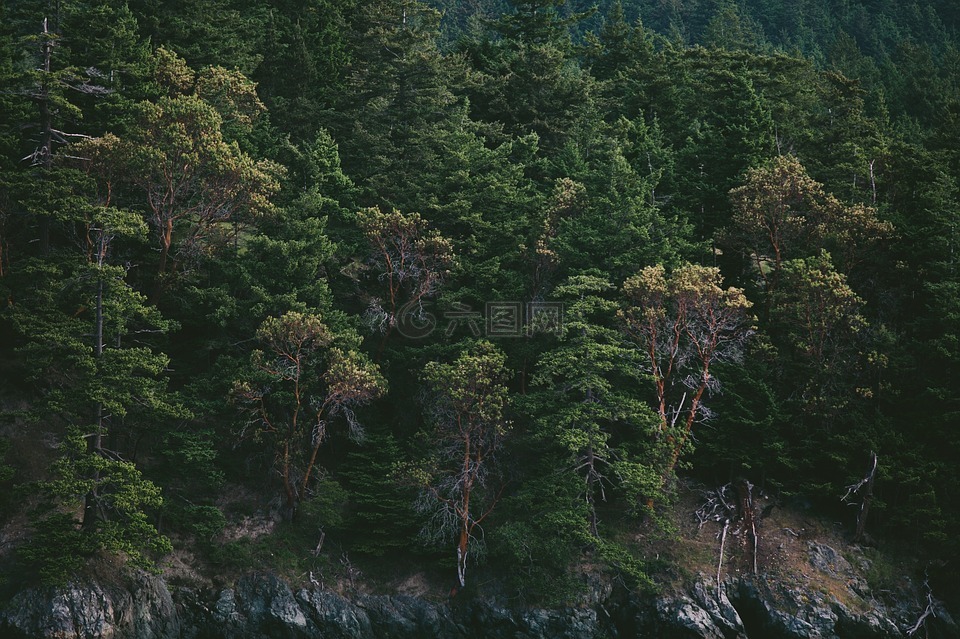 松树,冷杉,森林