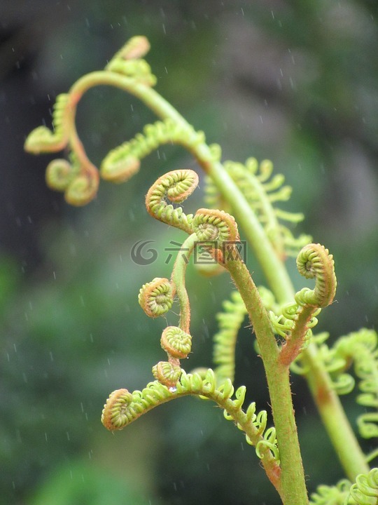 琴頭,蕨類(lèi)植物,公布于眾