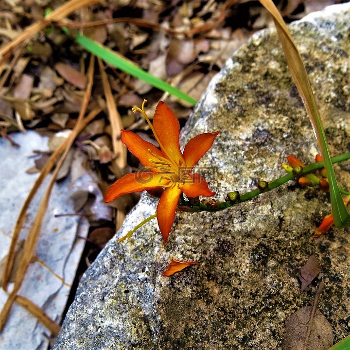 花,橙色,黃色