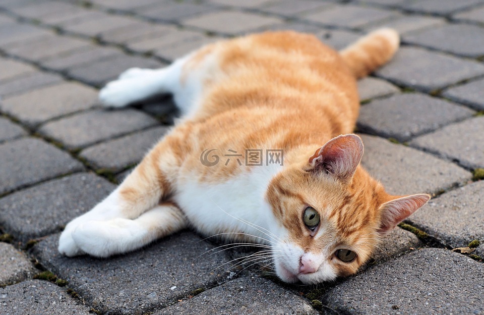 猫,宿醉,国内的猫