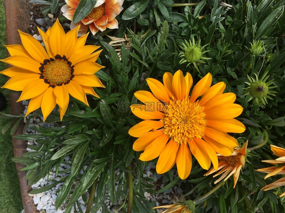 鮮花,春,性質(zhì)