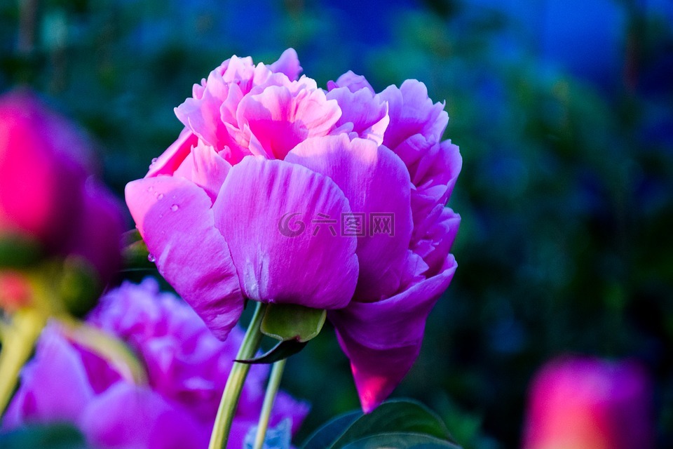 介子,花卉,夏天