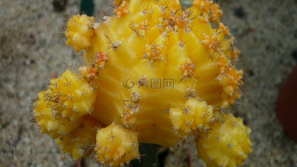 仙人掌,观赏植物,黄色