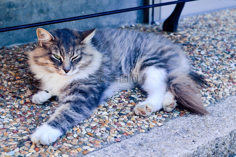 日本,動物,貓咪