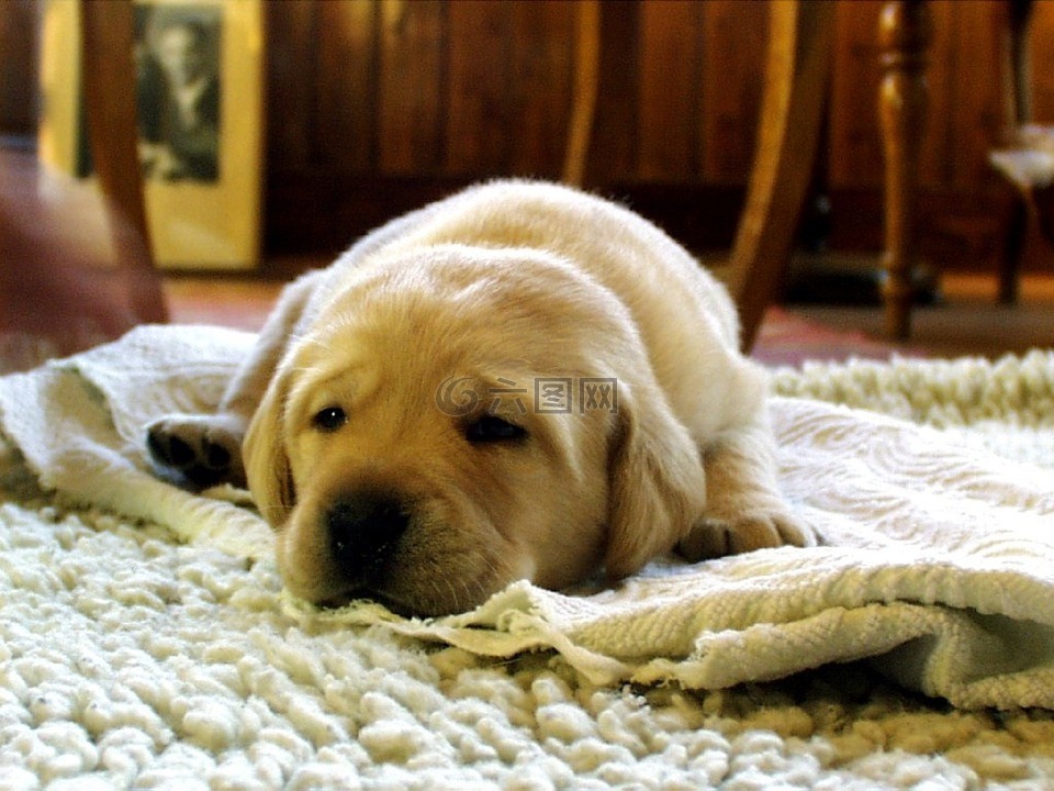 黃色的拉布拉多獵犬,狗,休息