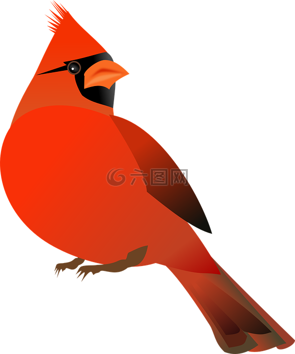 红衣主教,鸟,cardinalidae