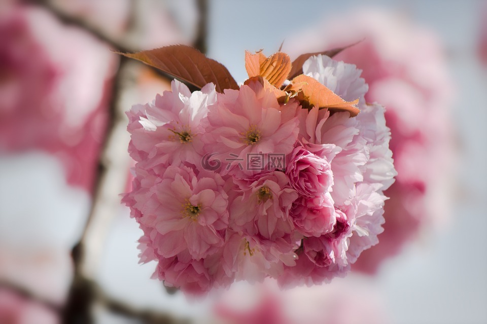 日本櫻花,梅花石楠,溫室玫瑰
