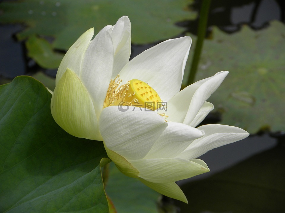 黄色花,花,黄色
