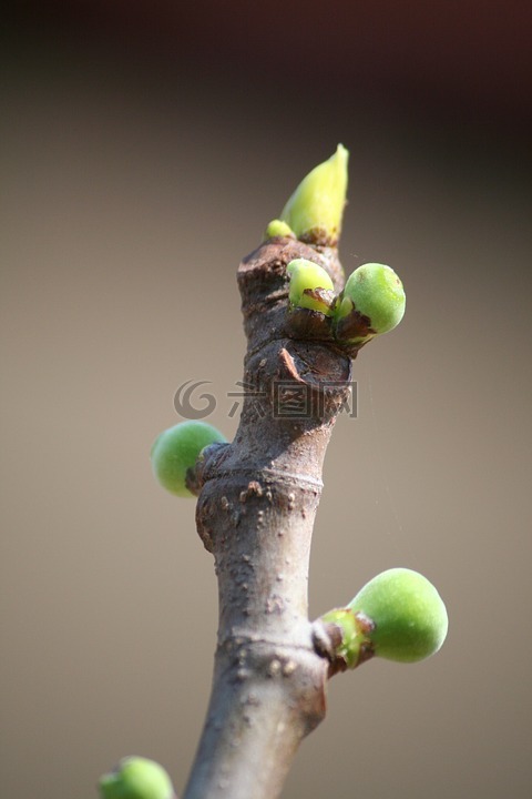 無(wú)花果樹,寶寶圖,成長(zhǎng)