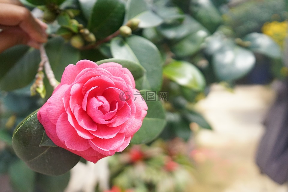 花,樹,園