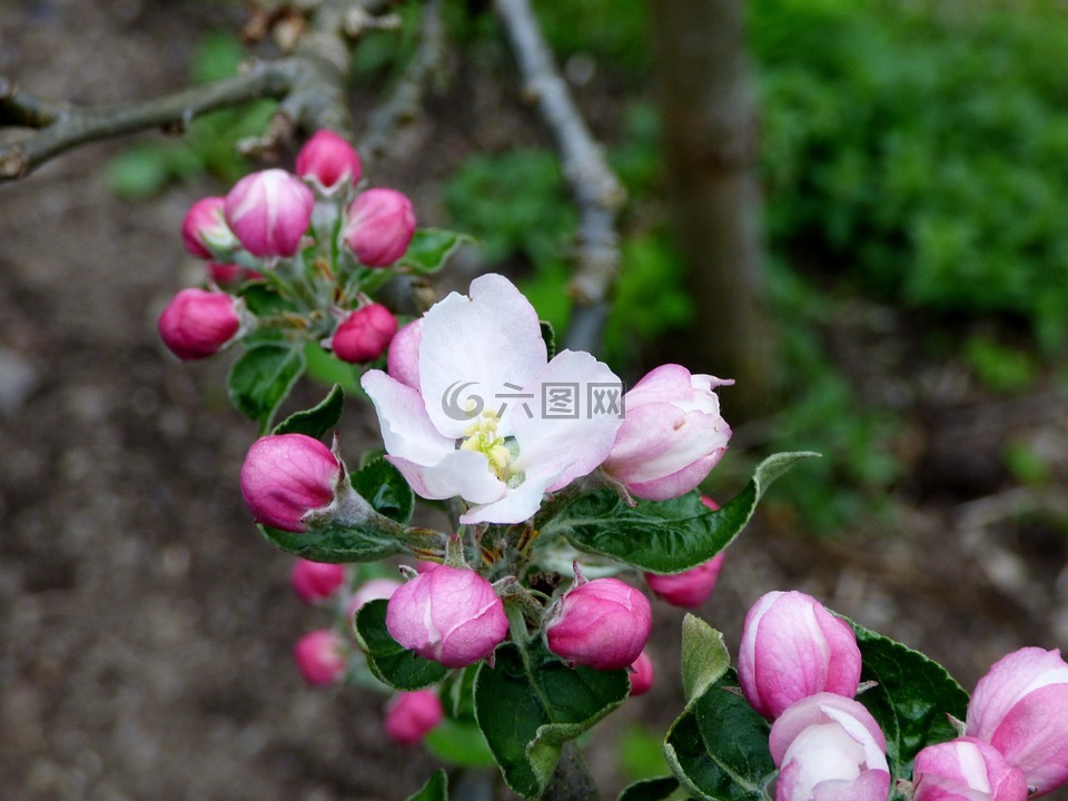 開(kāi)花,櫻花盛開(kāi),春天