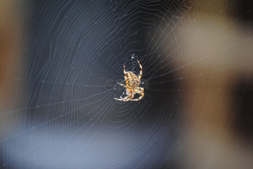 蜘蛛,web,蛛网