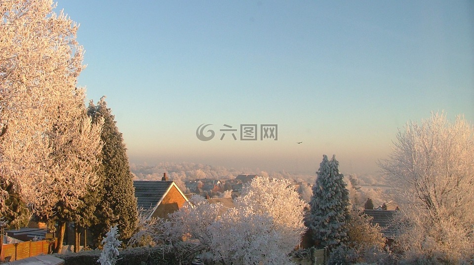 雪,树,上午