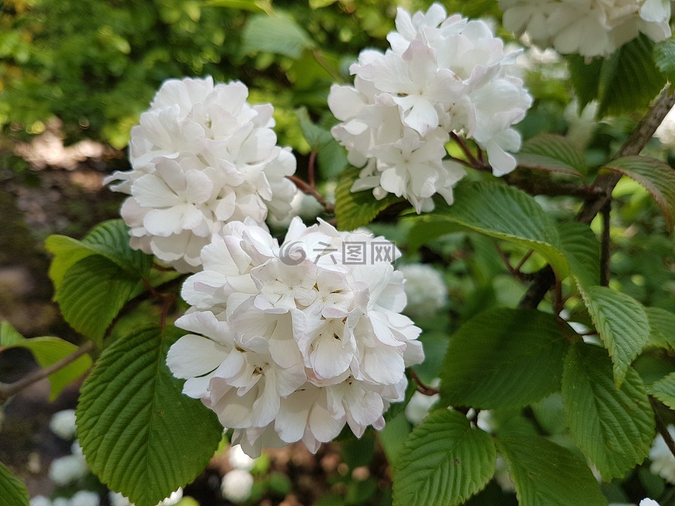 鮮花,春,莢