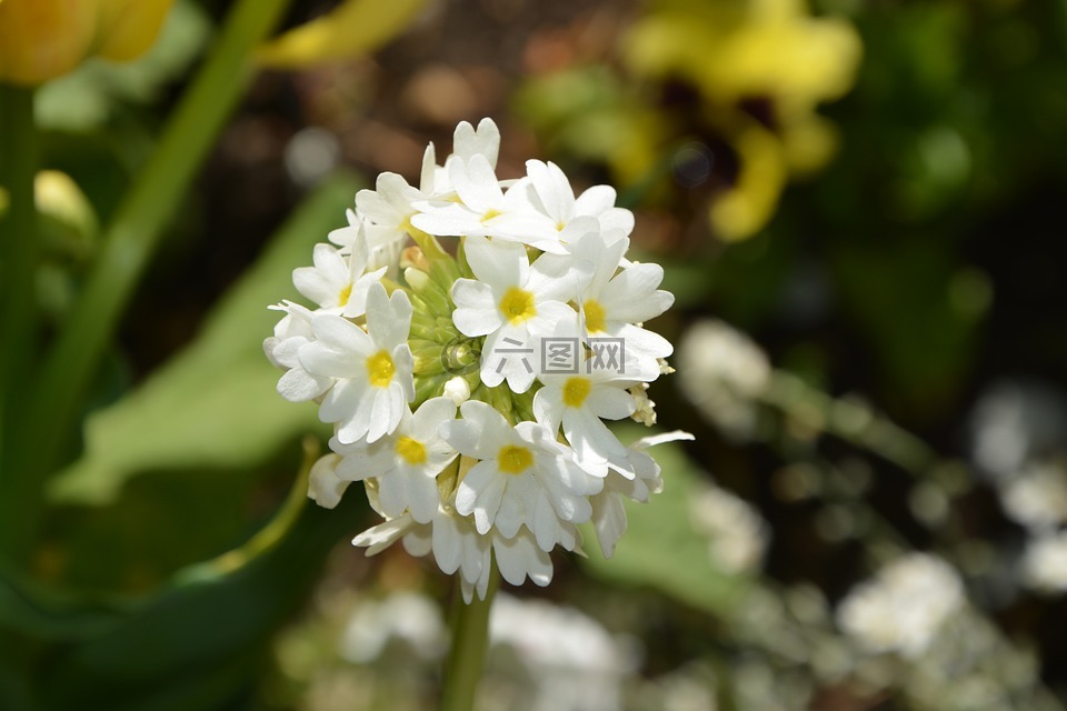 白花,性質(zhì),花束
