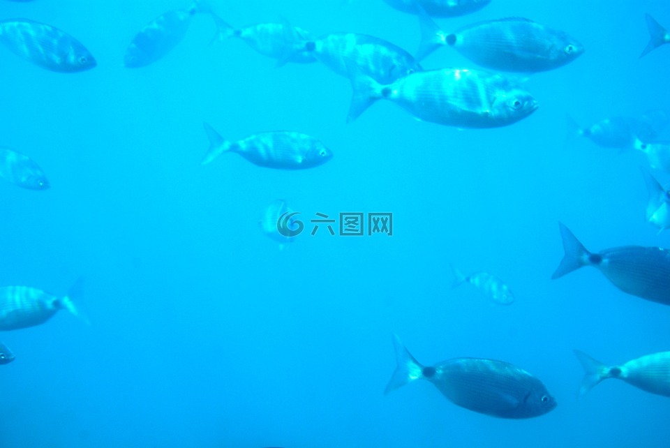 潛水,海底,魚(yú)