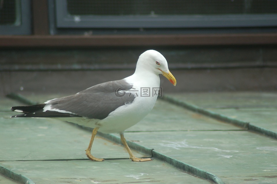 海鷗,人行道,鳥