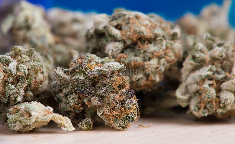 大麻,雜草,鍋