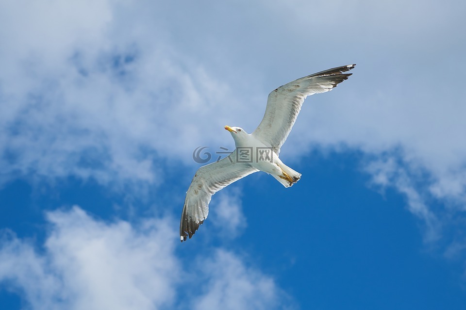 海鷗,鳥,遷移