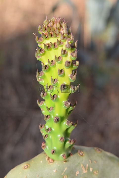 仙人球,關(guān)閉,仙人掌