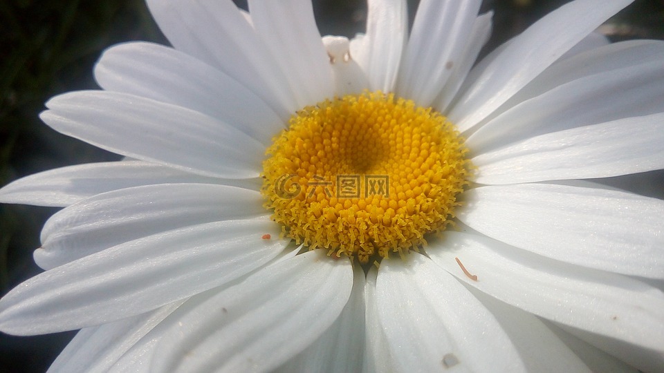 花,自然,白色黃色