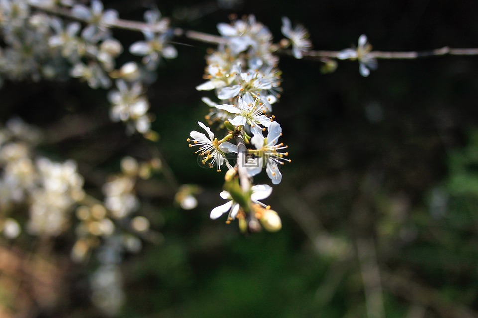 花,自然,盛開(kāi)