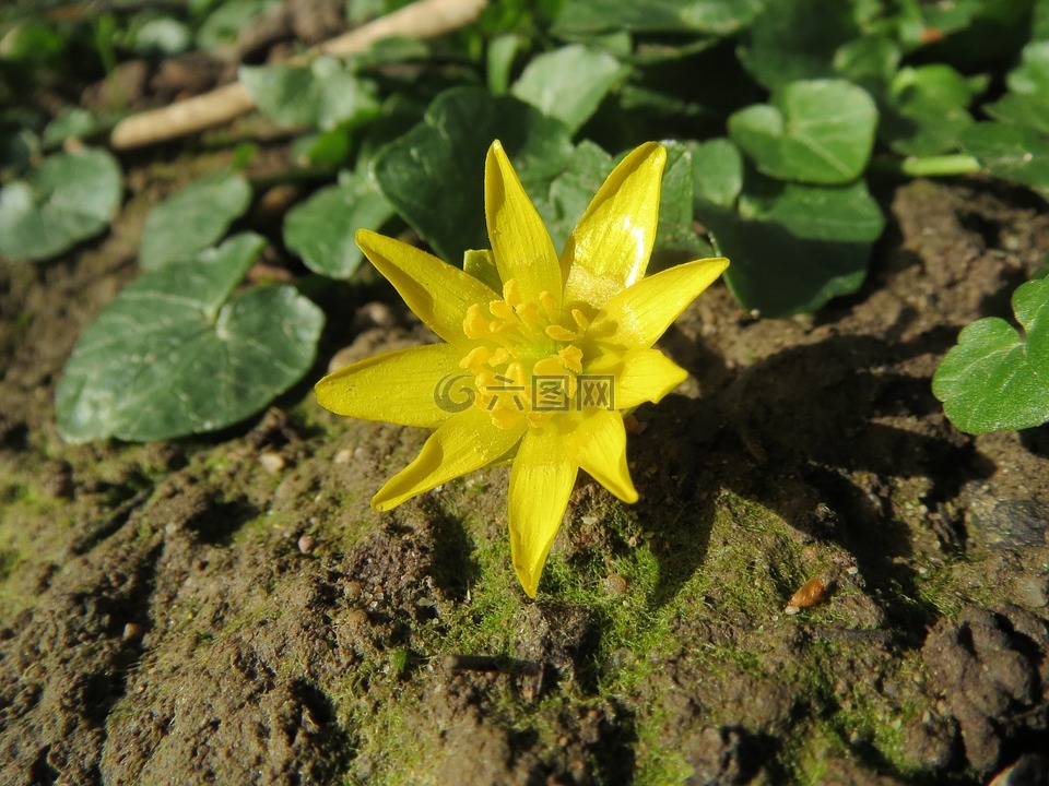 無花果傘,小白屈菜,毛茛屬無花果