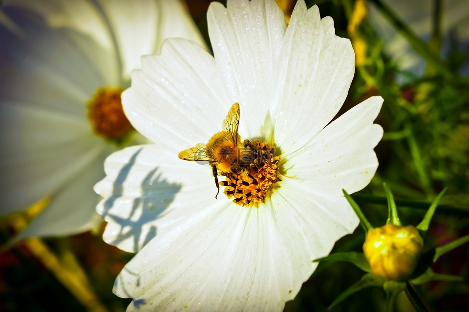 菊花,花,開(kāi)花